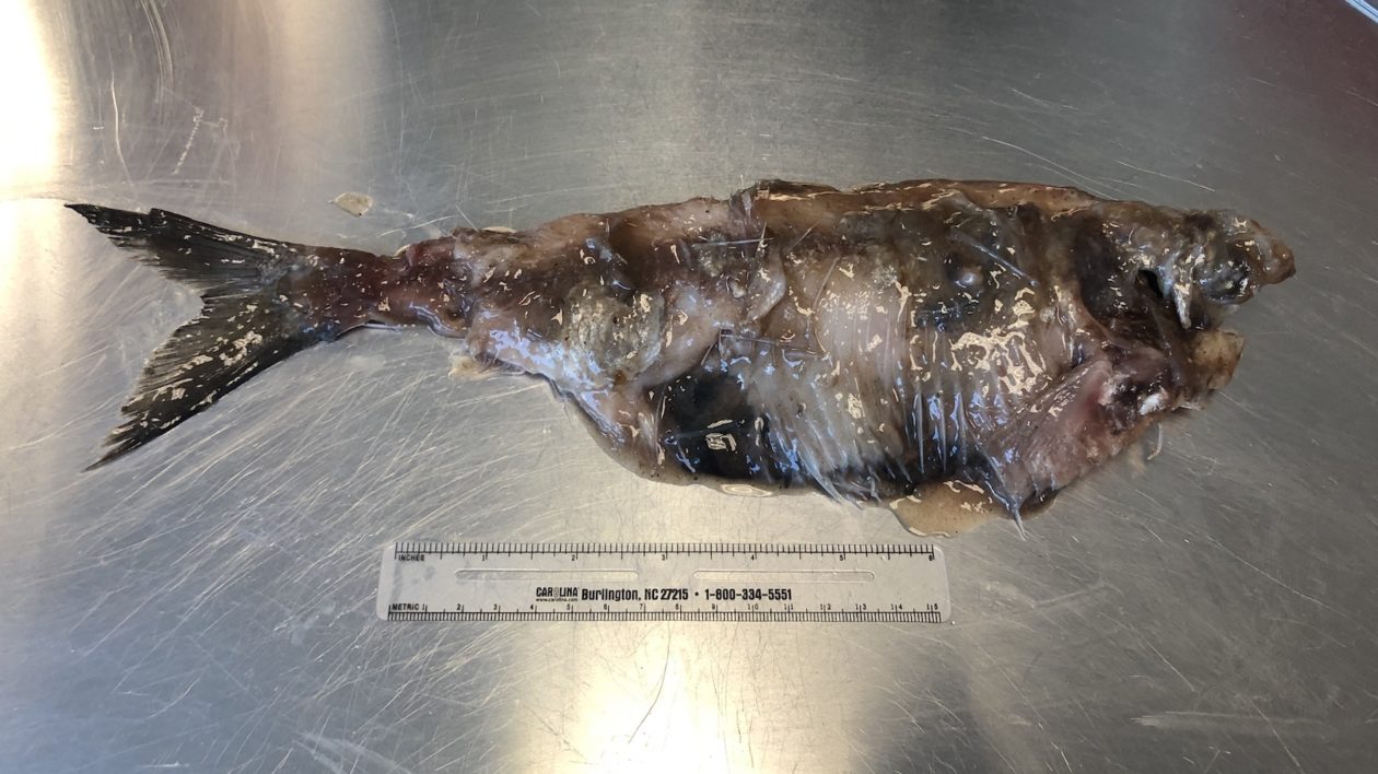 partially digested fish