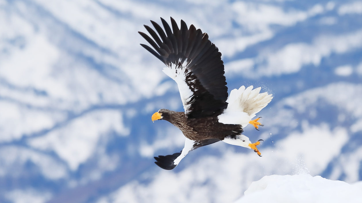 large bird of prey flying