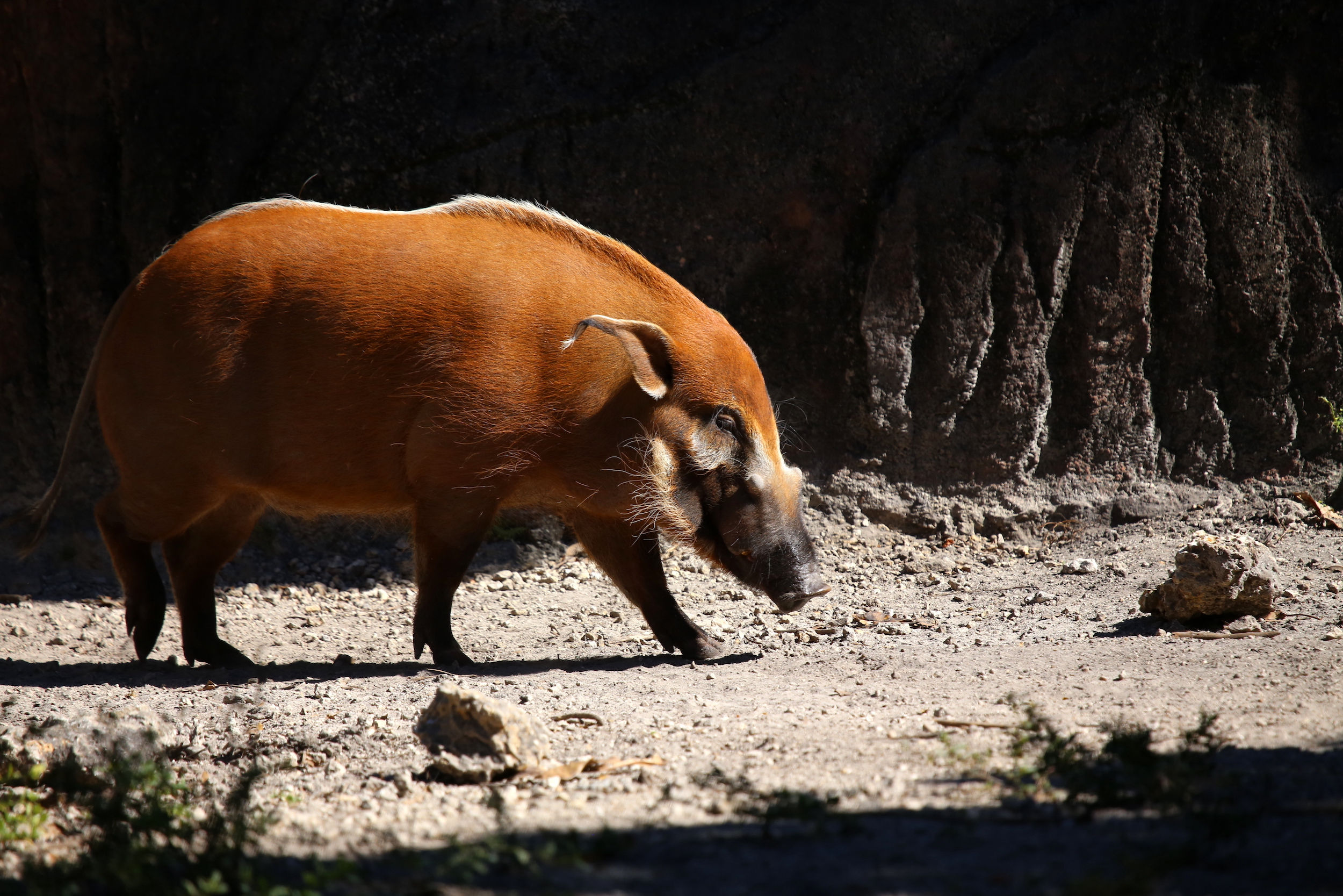 Do You Know the World's Weirdest Wild Pigs?