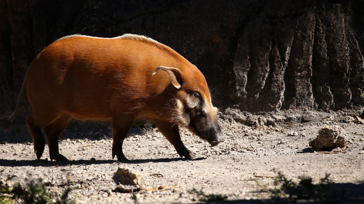 large red pig