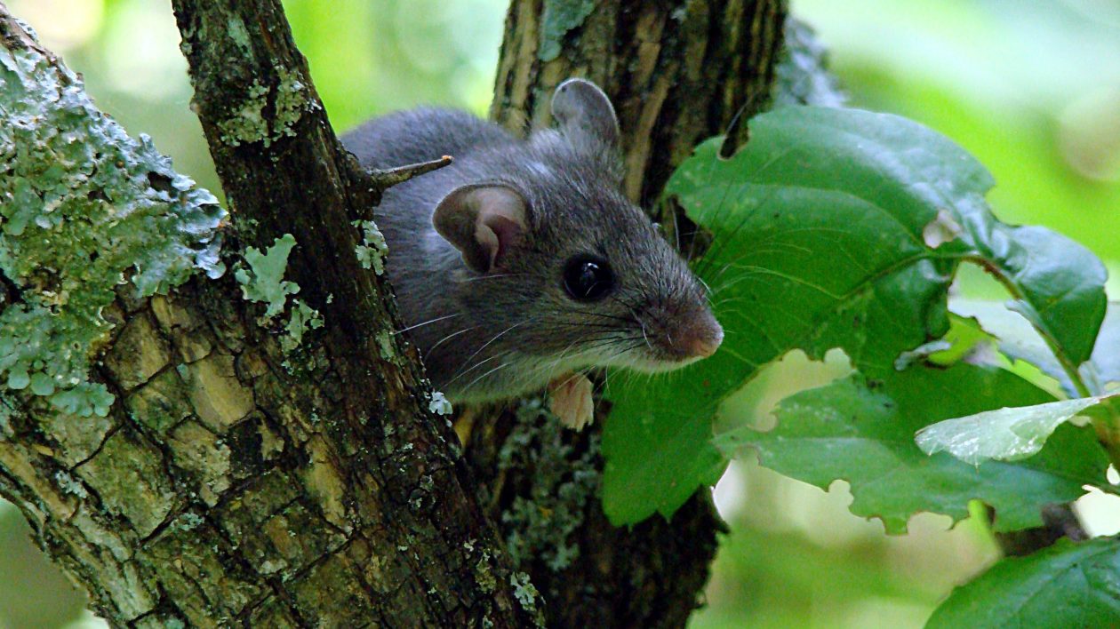 small gray mouse in a tree