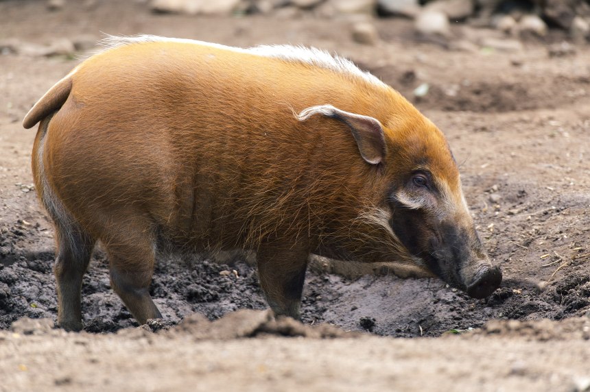large reddish pig with pointed ears