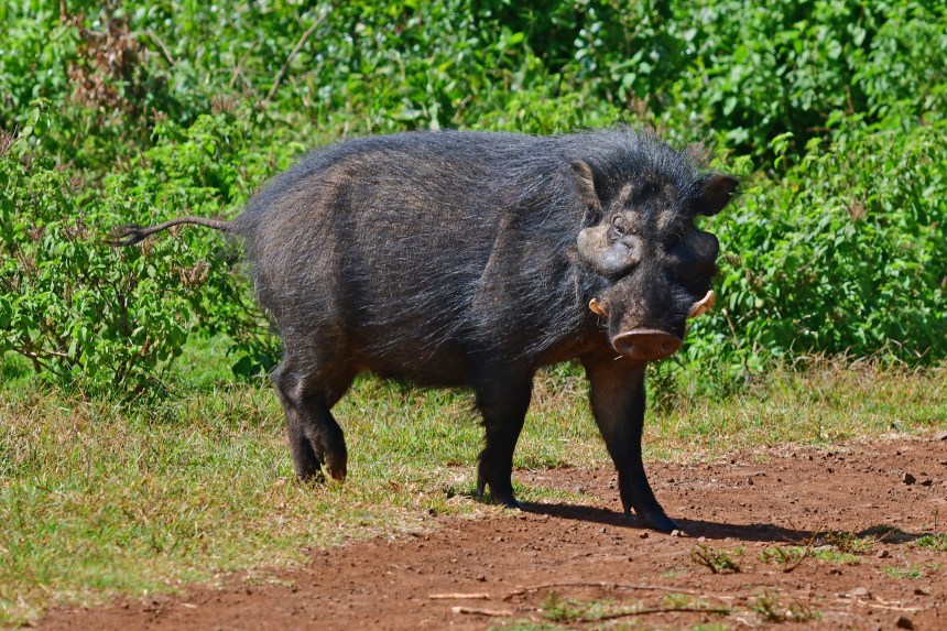 large dark hog in front of greenery