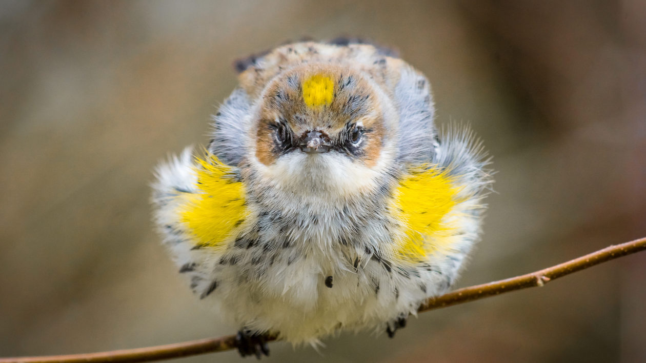 small yellow and gray bird on a branch