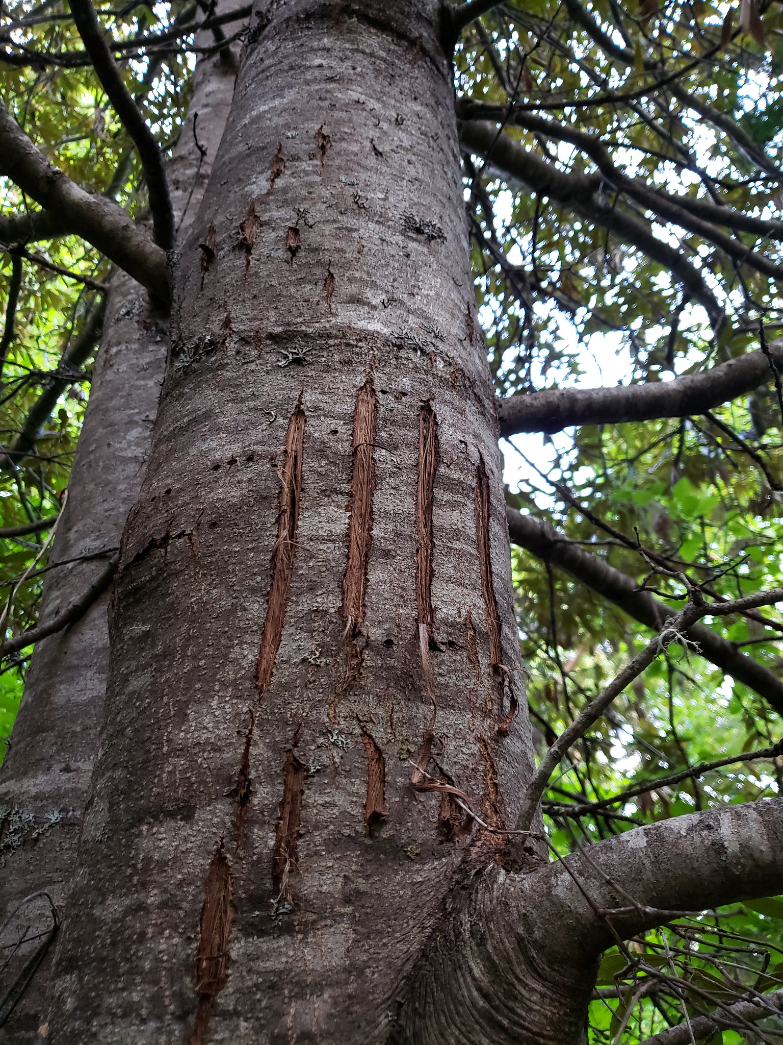 What Damaged That Tree? Probably Not What You Think