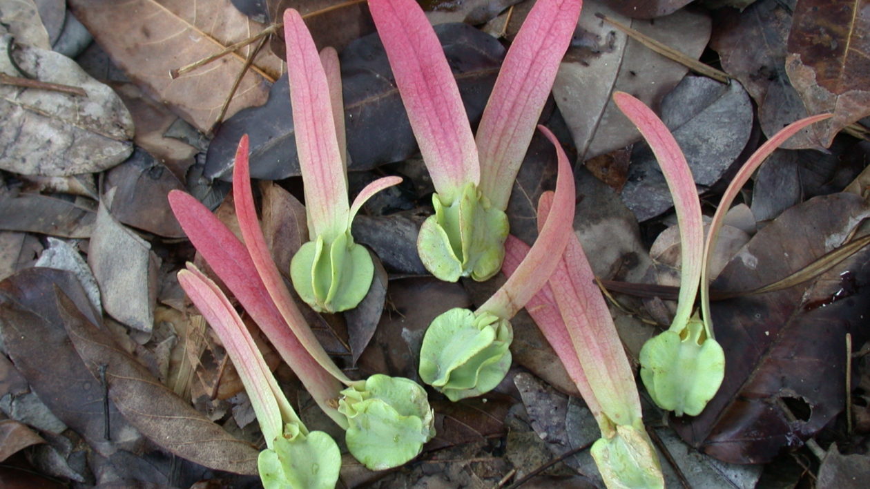 winged seed pods on the forest floor