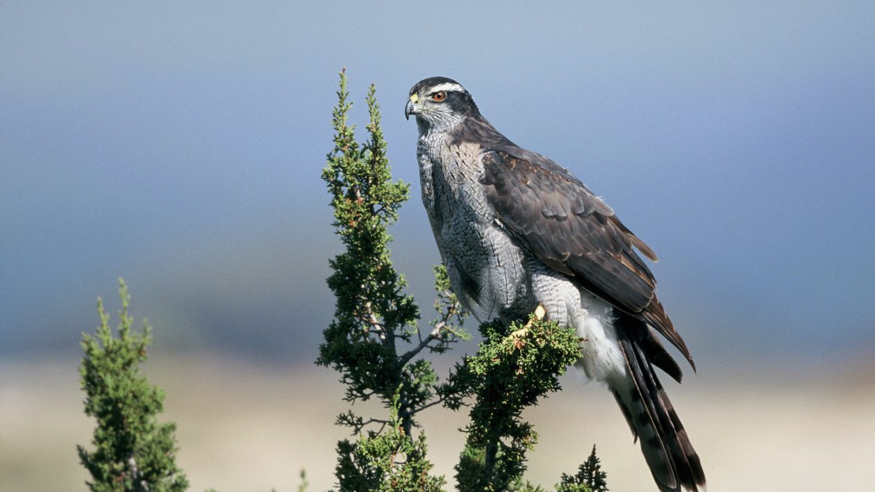 large raptor on a tree