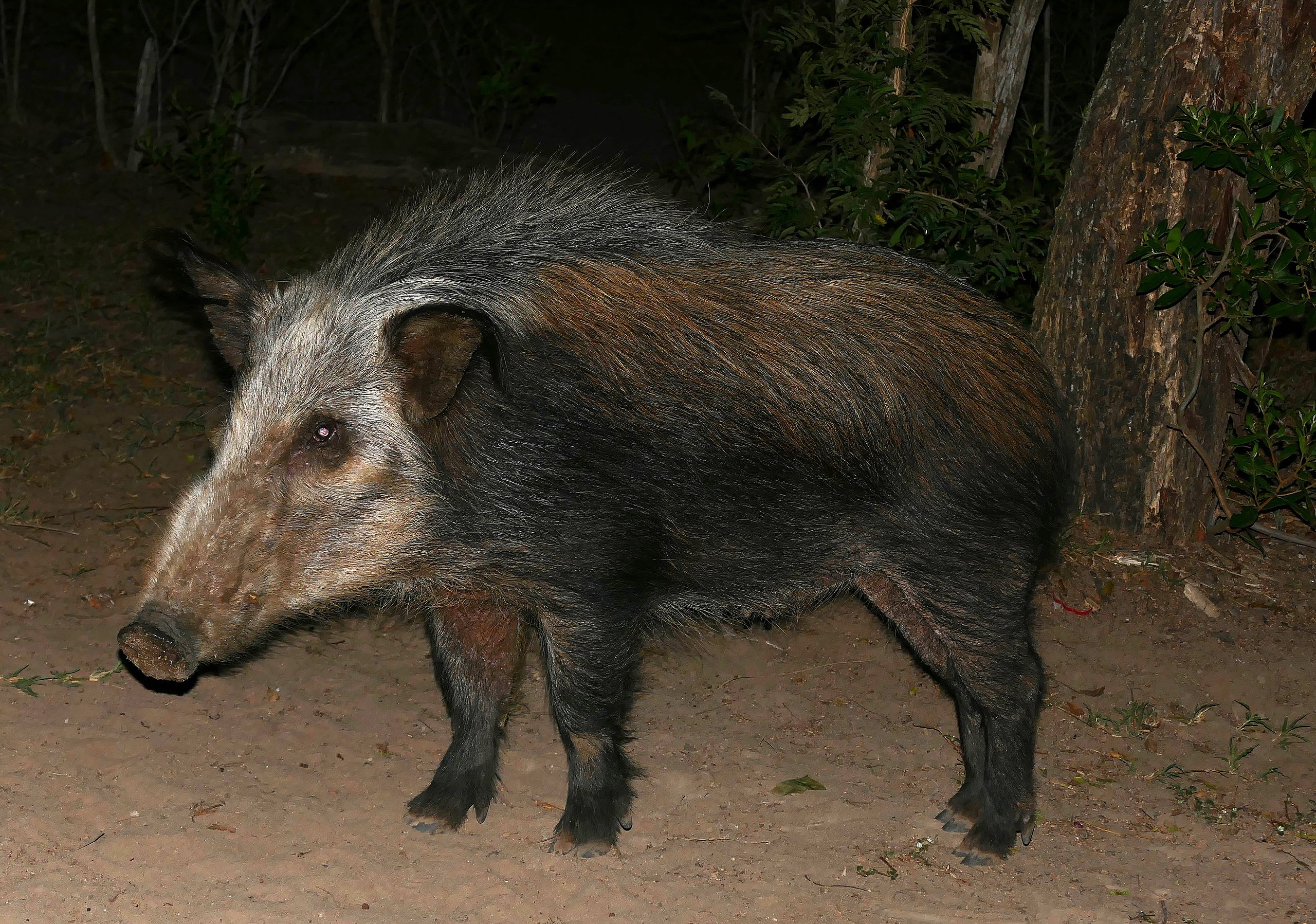 large dark, hairy pig with silver face