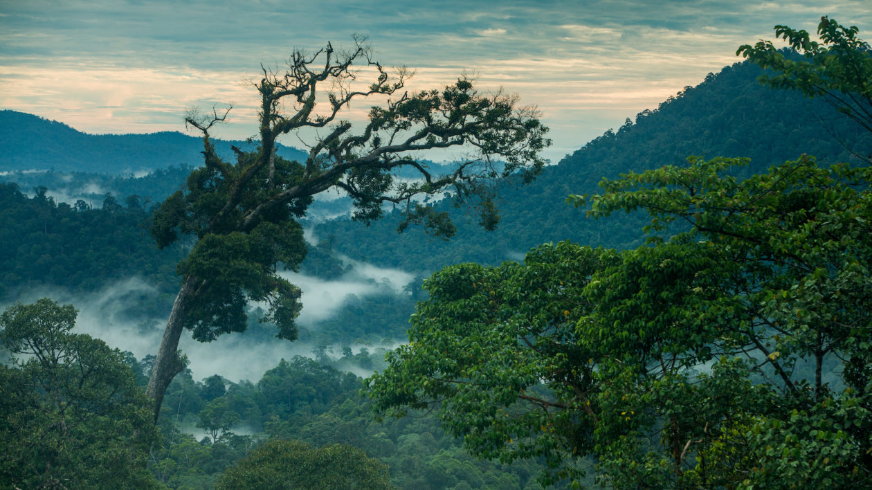 a view of trees and mist