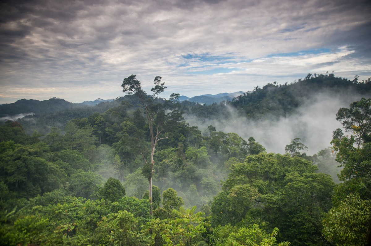 a view of trees and mist
