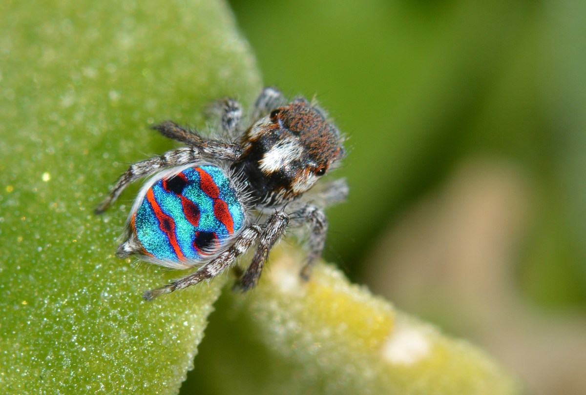 small spider with bright colors on its body