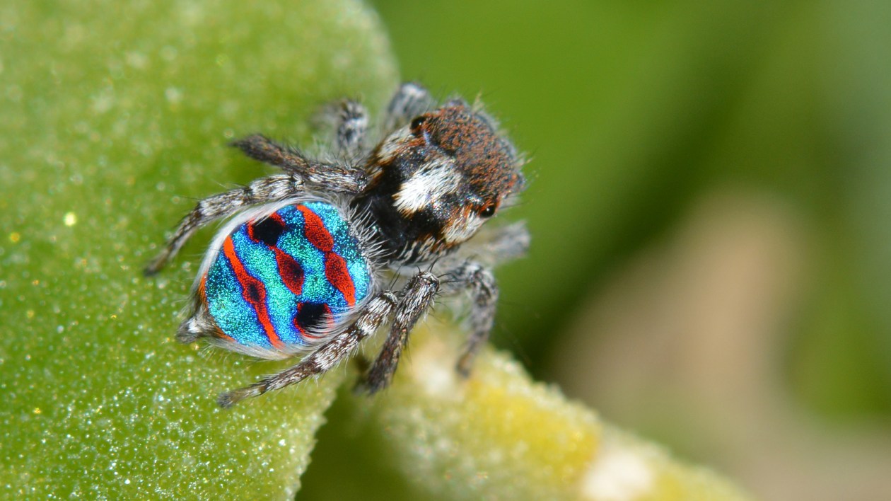 small spider with bright colors on its body