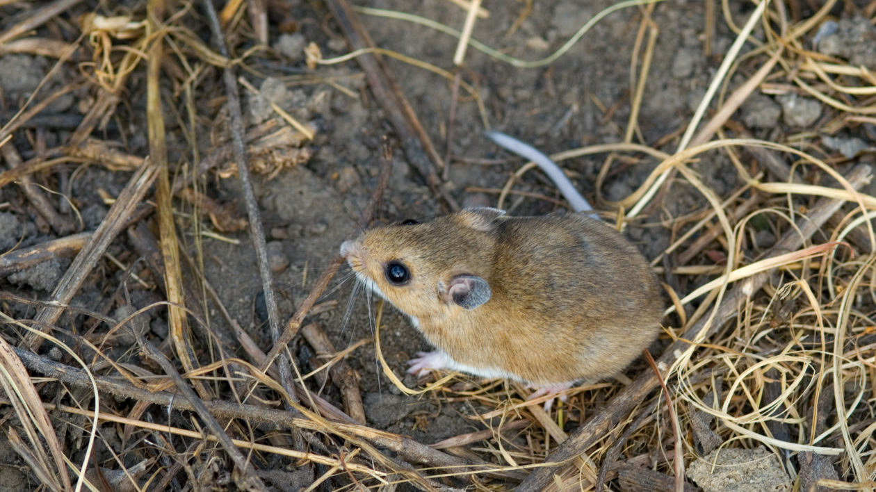 small mouse in grass