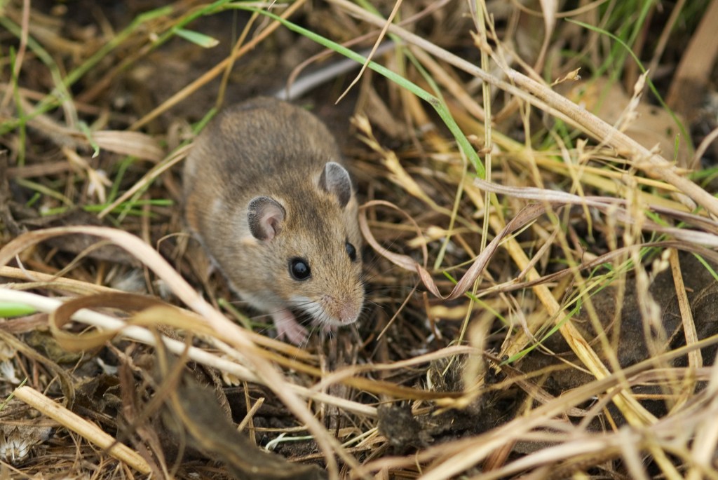 small mouse in grass