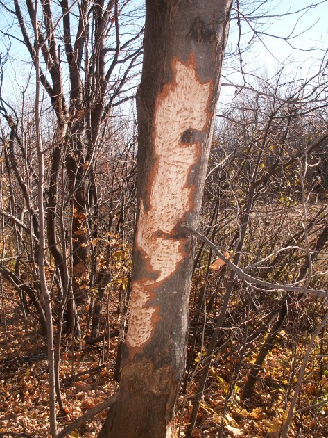 tree with section of bark removed from trubnk