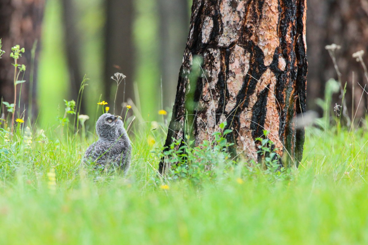 gray baby bird at the base of a tree looking up