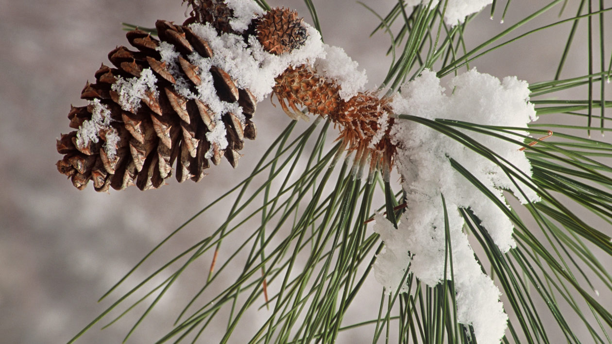 pine cone and needles