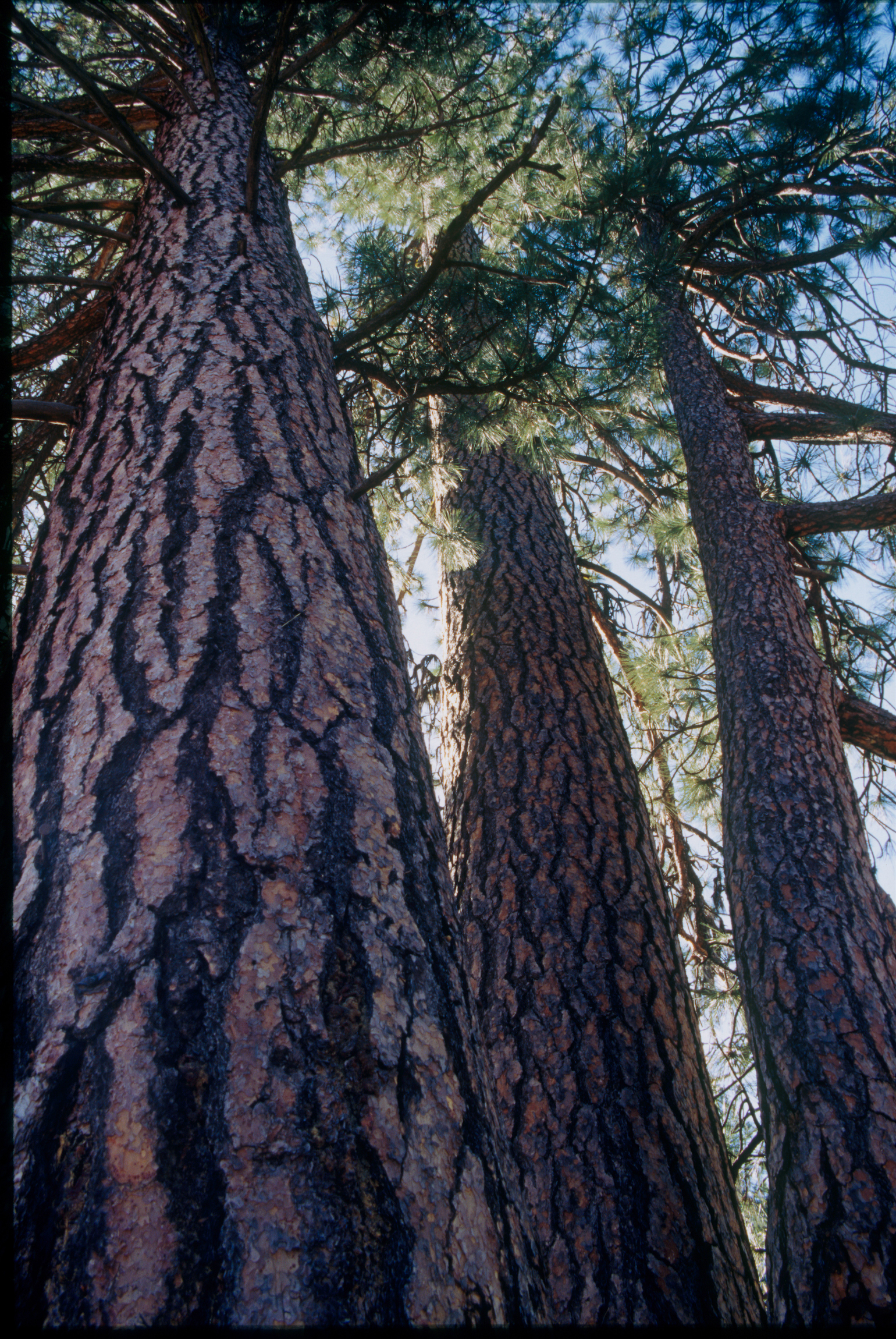 three tall pine trees