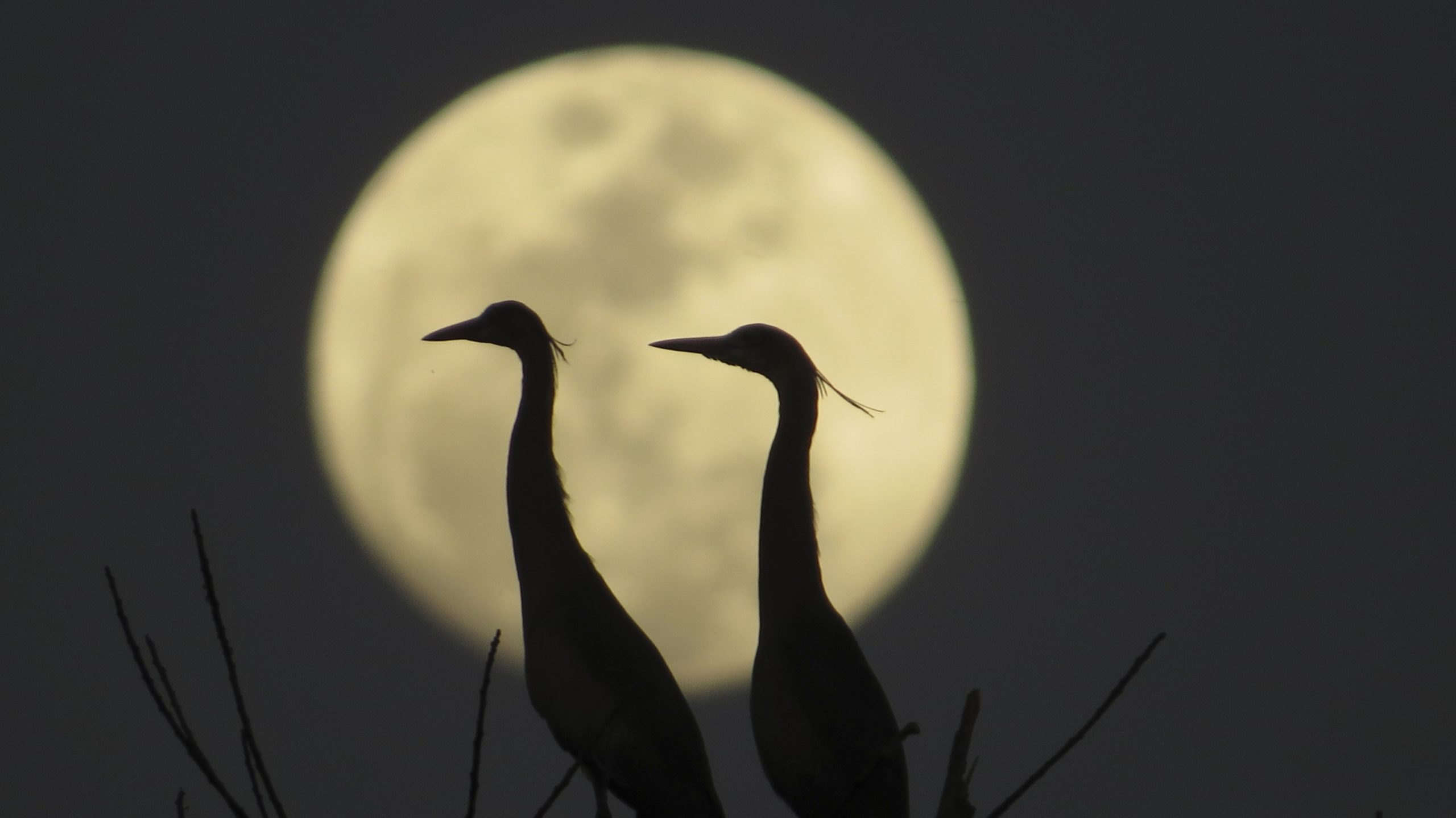 two large bird sillouettes in front of the moon