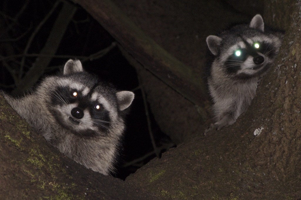 What's That Weird Noise in the Night? - Cool Green Science