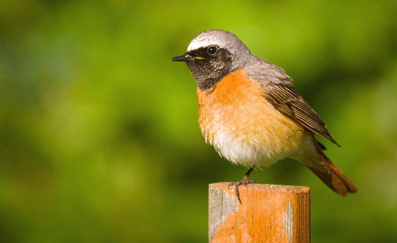 Redstart Migration 8 Bird Migration Myths, From Past to Present