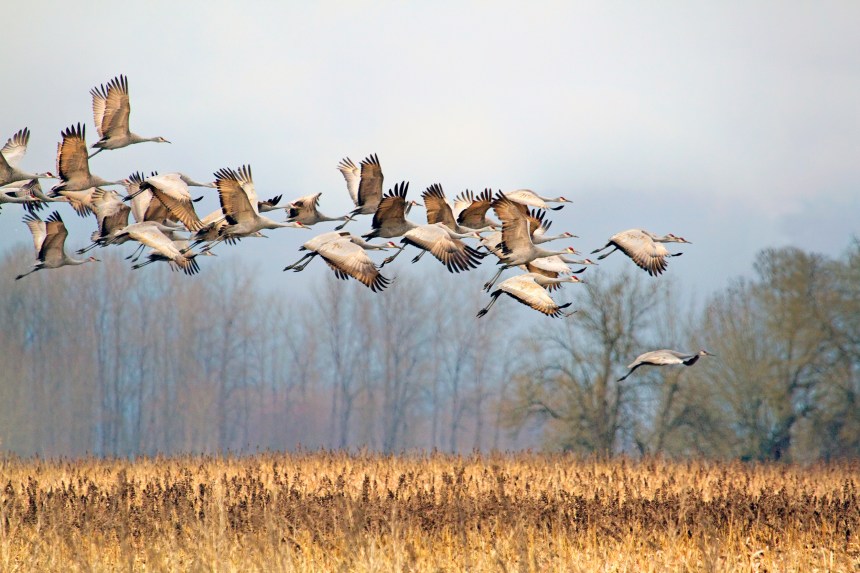 flock of large grey. birds flying over a marsh