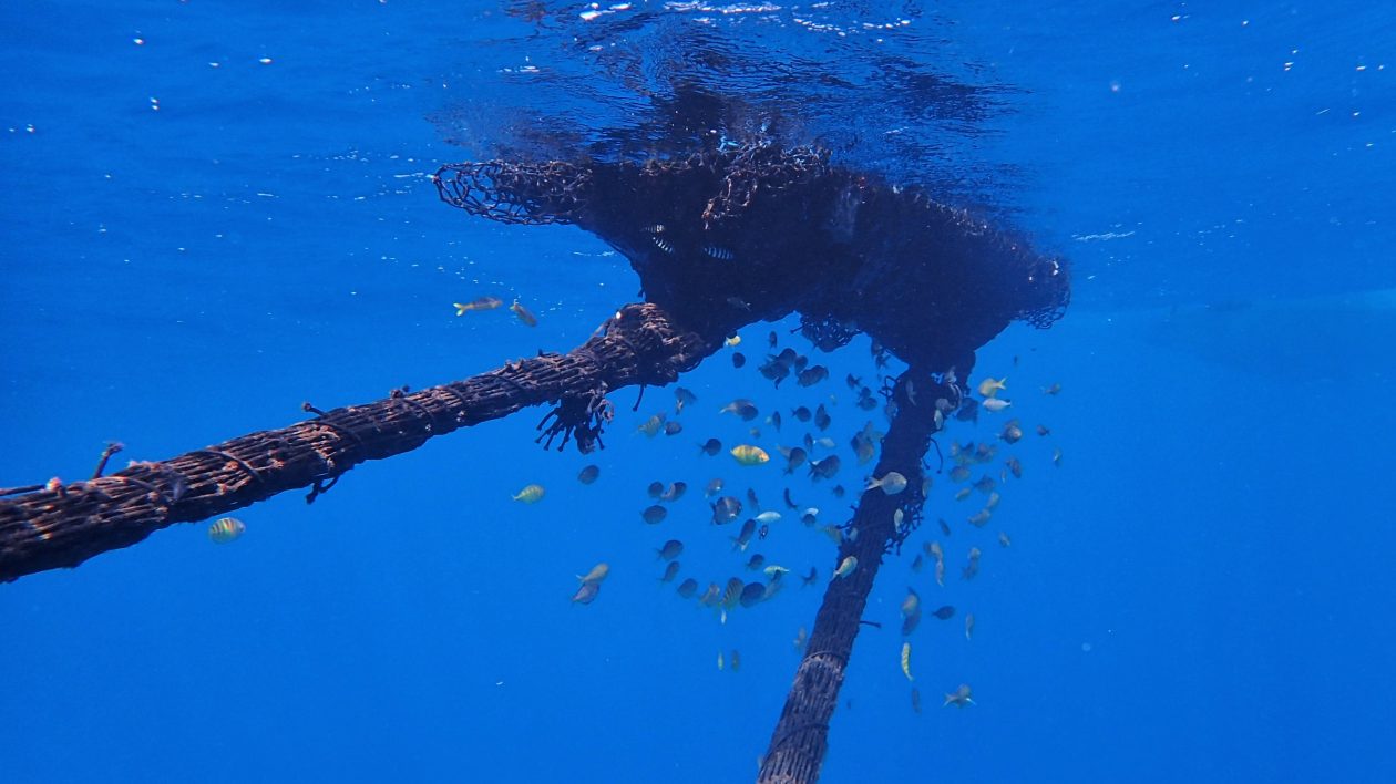 Fishing for Science on Palmyra Atoll