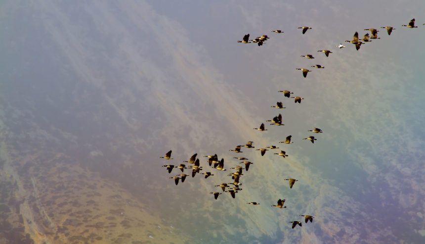 geese flying through a rainbow