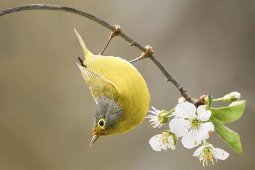 small yellow and grey bird hanging upside-down on.a branch with a flower