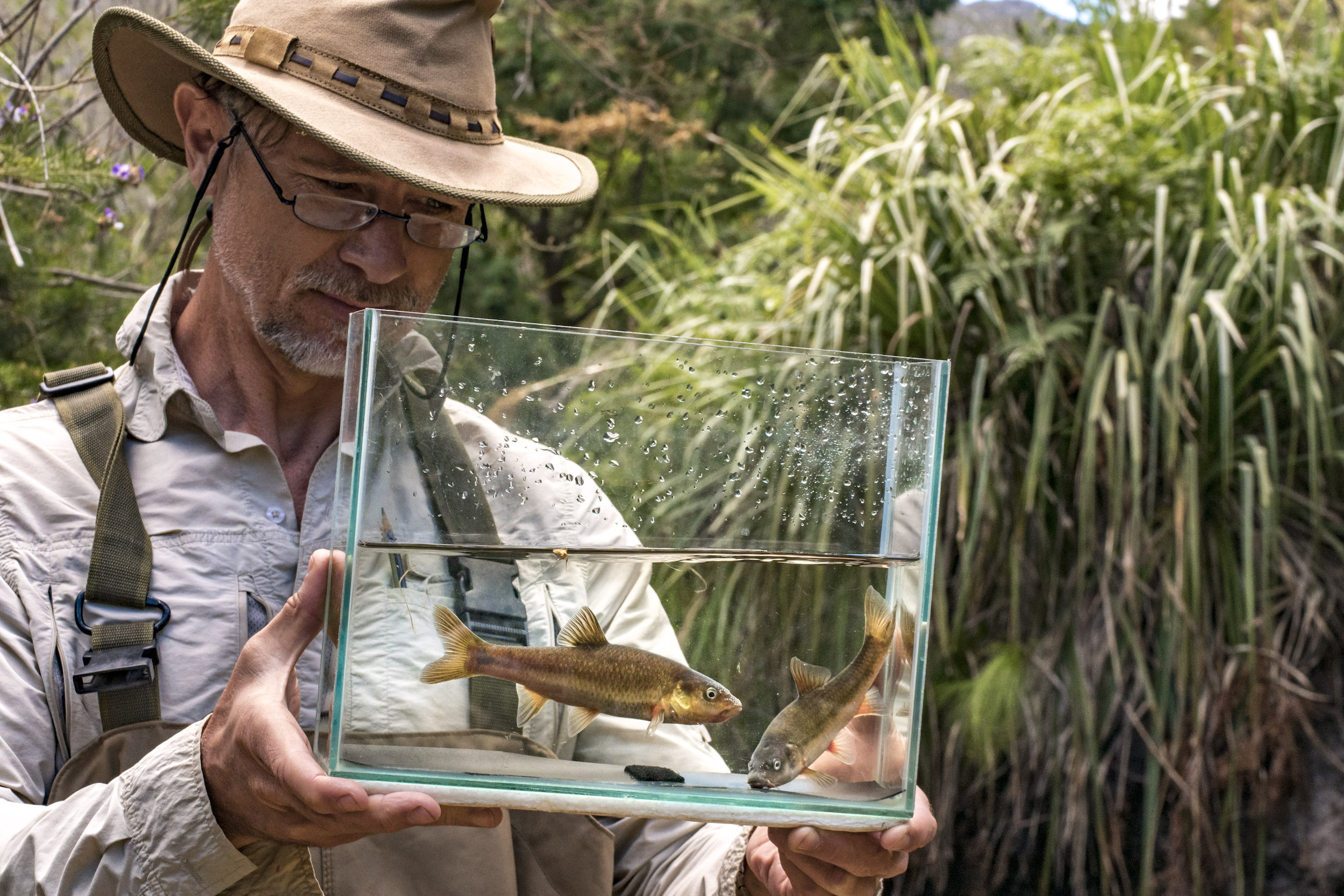 Giant Redfin Conserving South Africa’s Native Fish