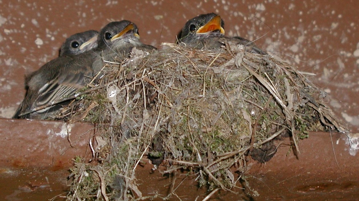 bird nest with three chicks peeking out
