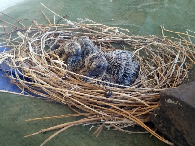 Beginner’s Tips For Identifying Backyard Bird Nests