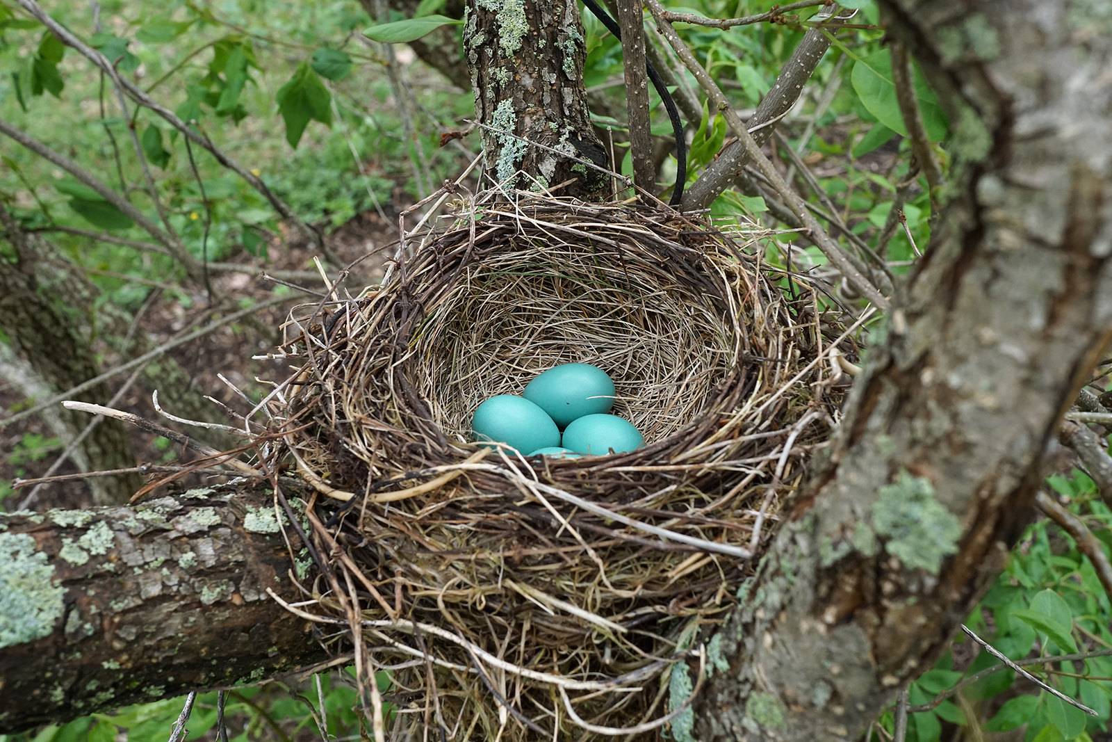 Beginner’s Tips For Identifying Backyard Bird Nests