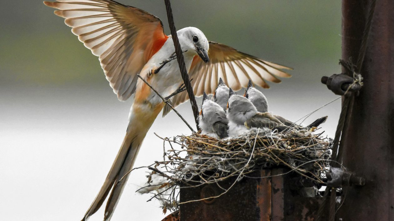 Nests and Eggs of North American Backyard Birds