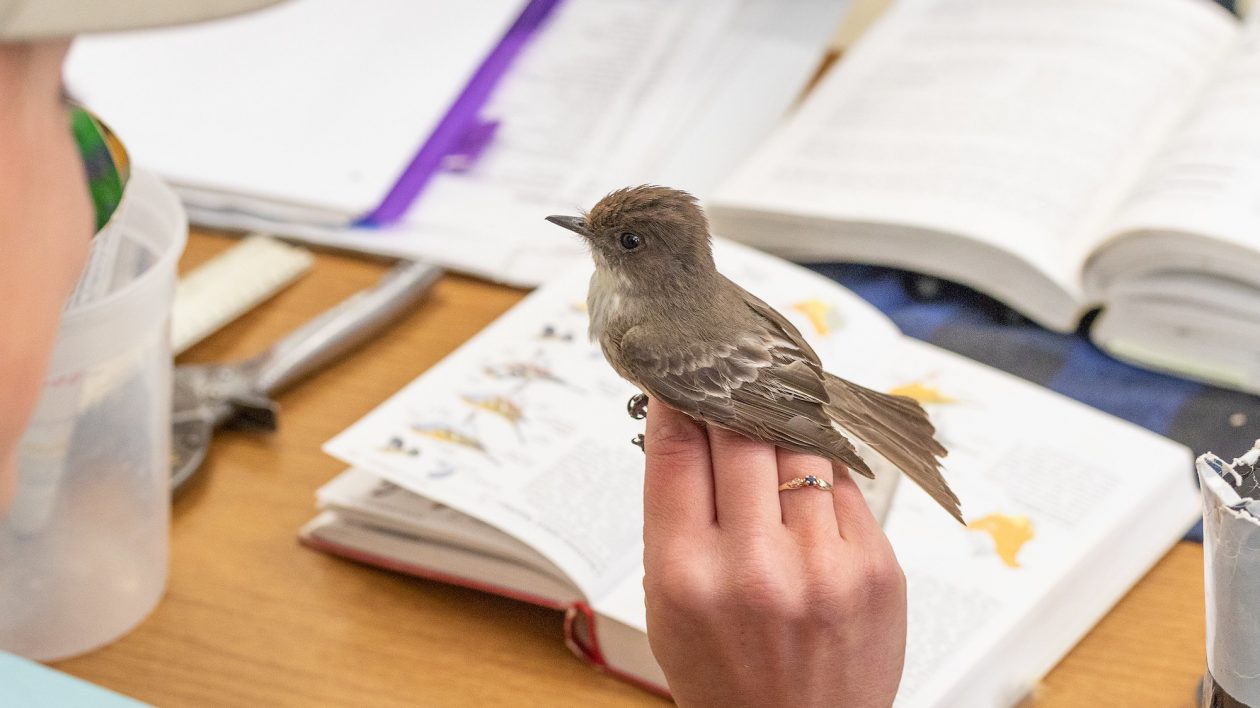 hand holding a small grey bird