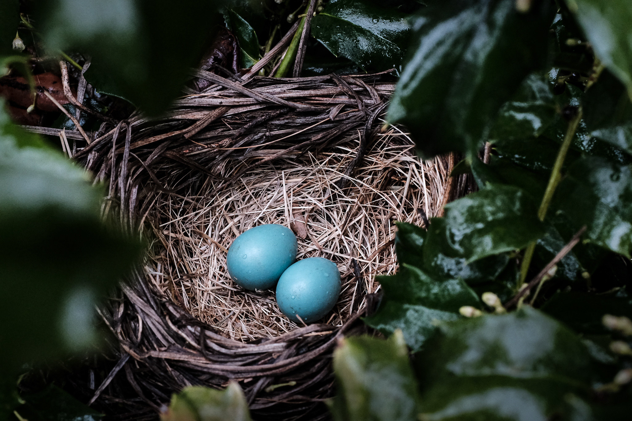 3 bird eggs in bird's nest on the tree Stock Photo