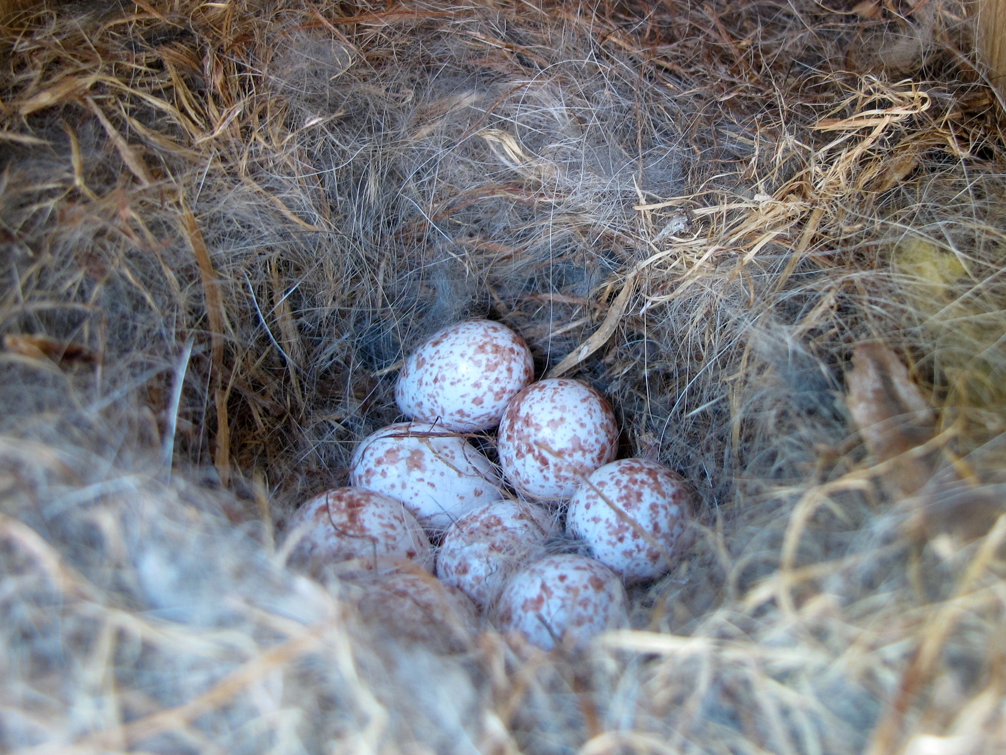 Beginner's Tips For Identifying Backyard Bird Nests