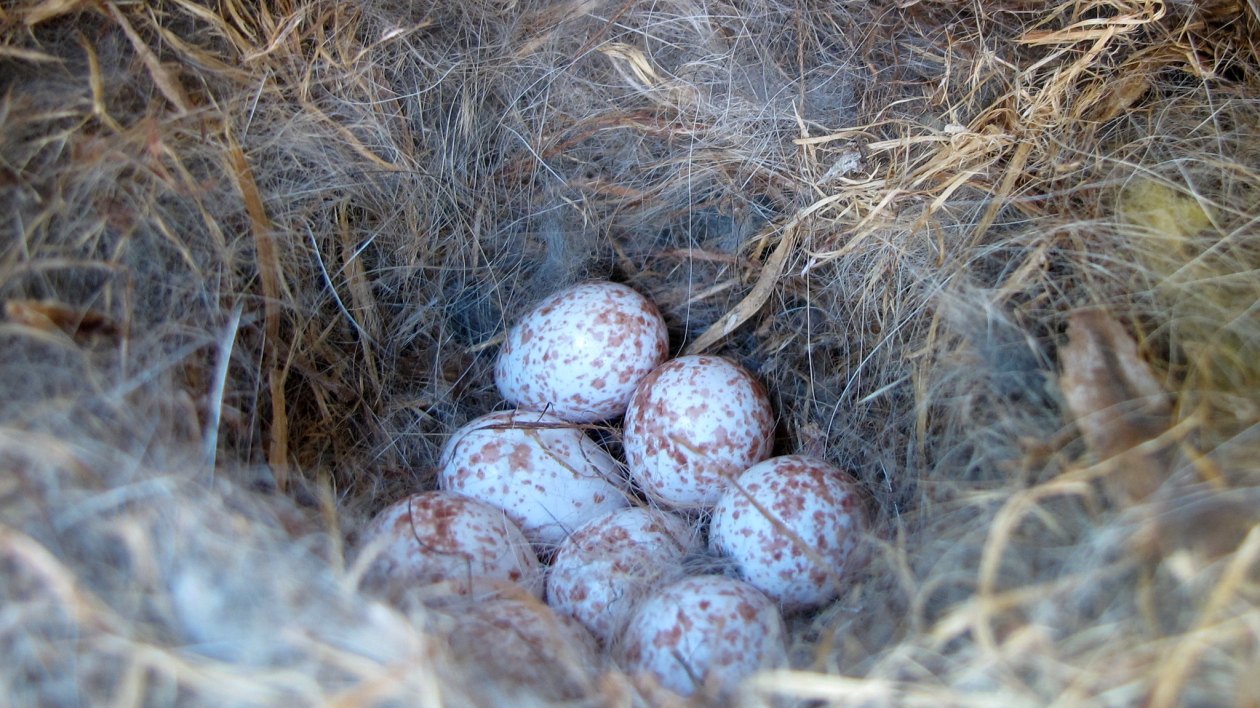Beginner’s Tips For Identifying Backyard Bird Nests