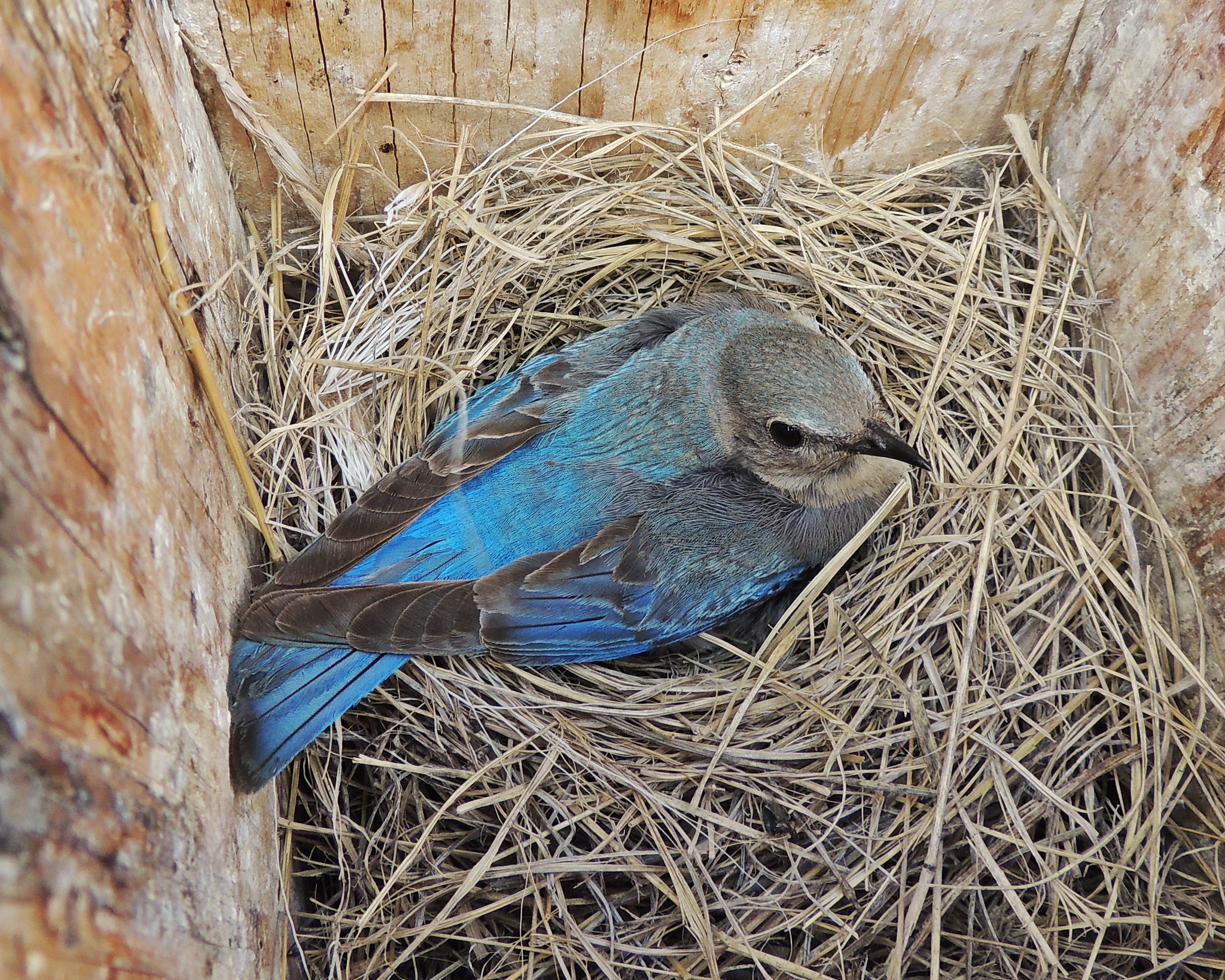 Beginner’s Tips For Identifying Backyard Bird Nests