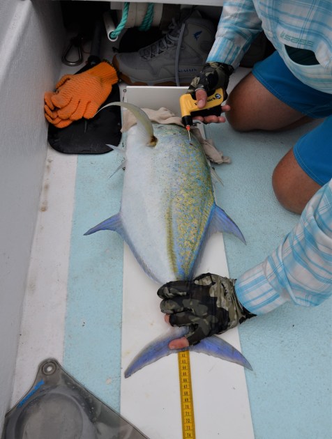 Fishing for Science on Palmyra Atoll
