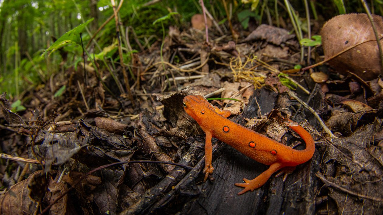 small orange newt on the forest floor