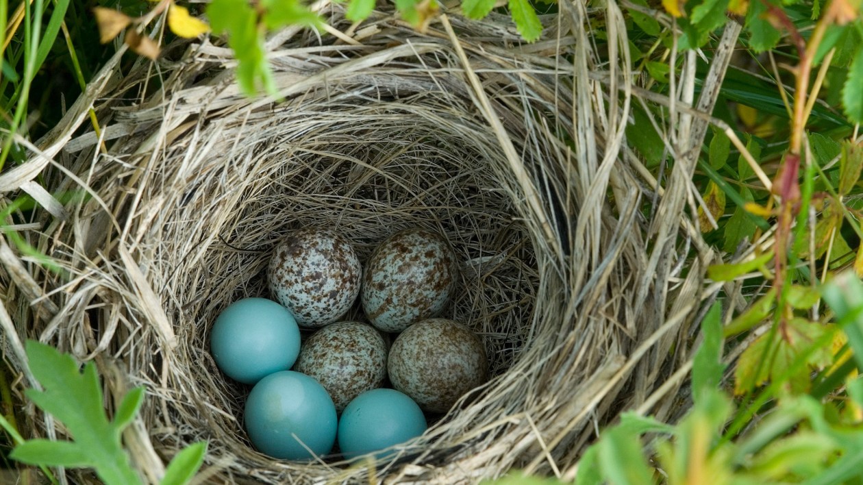 Beginner’s Tips For Identifying Backyard Bird Nests
