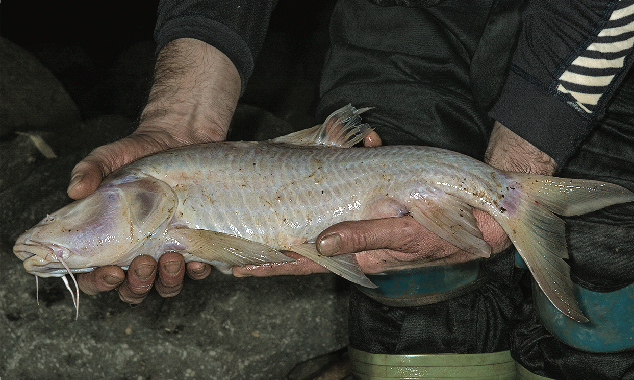 India’s Fantastic Freshwater Fauna and Where to Find Them