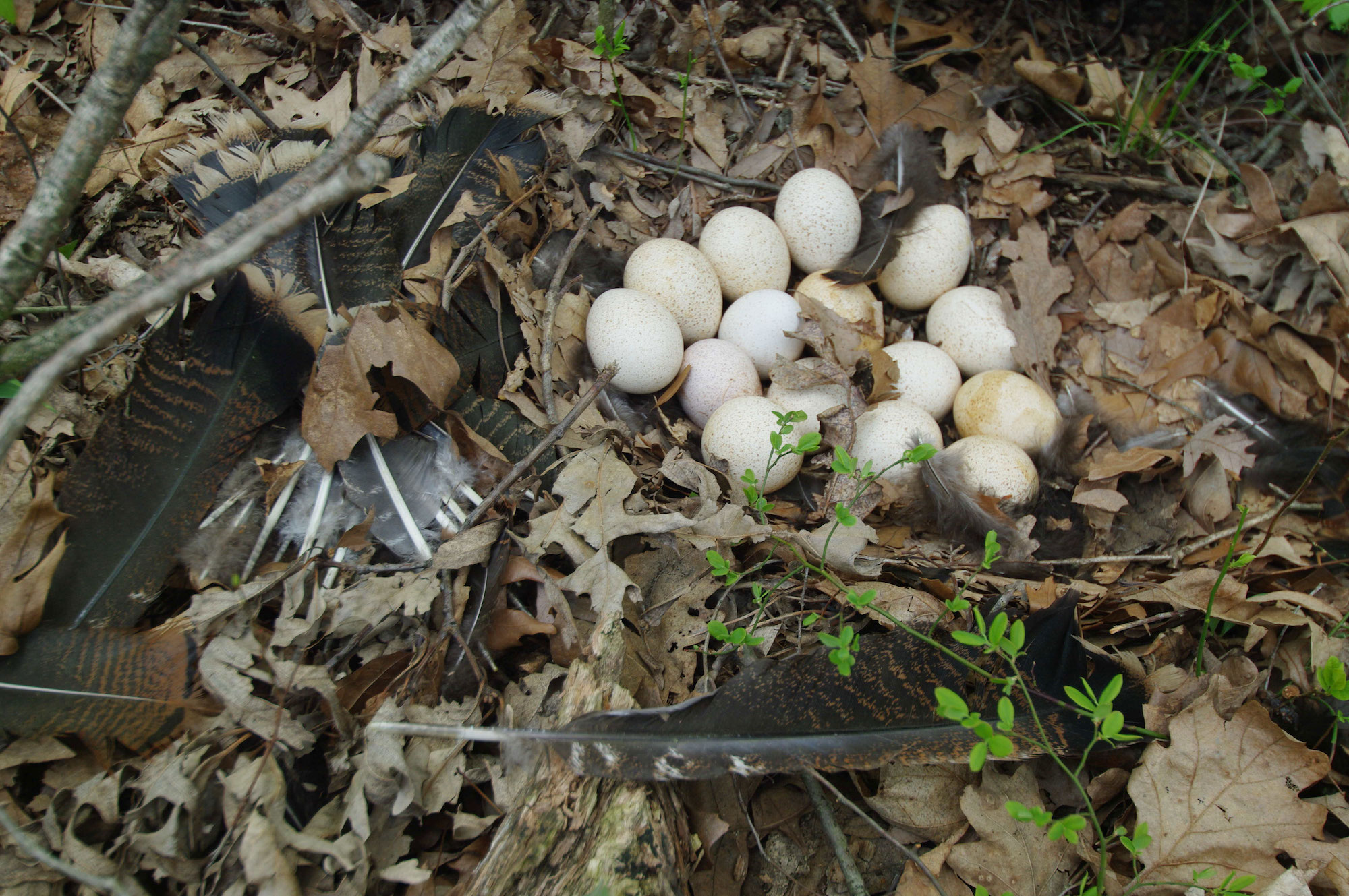 Beginner's Tips For Identifying Backyard Bird Nests