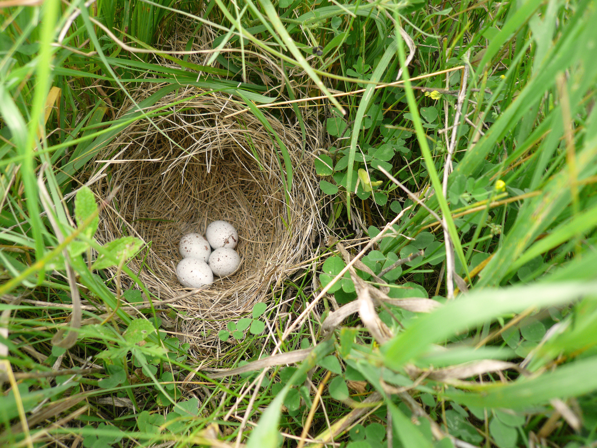 Beginner's Tips For Identifying Backyard Bird Nests