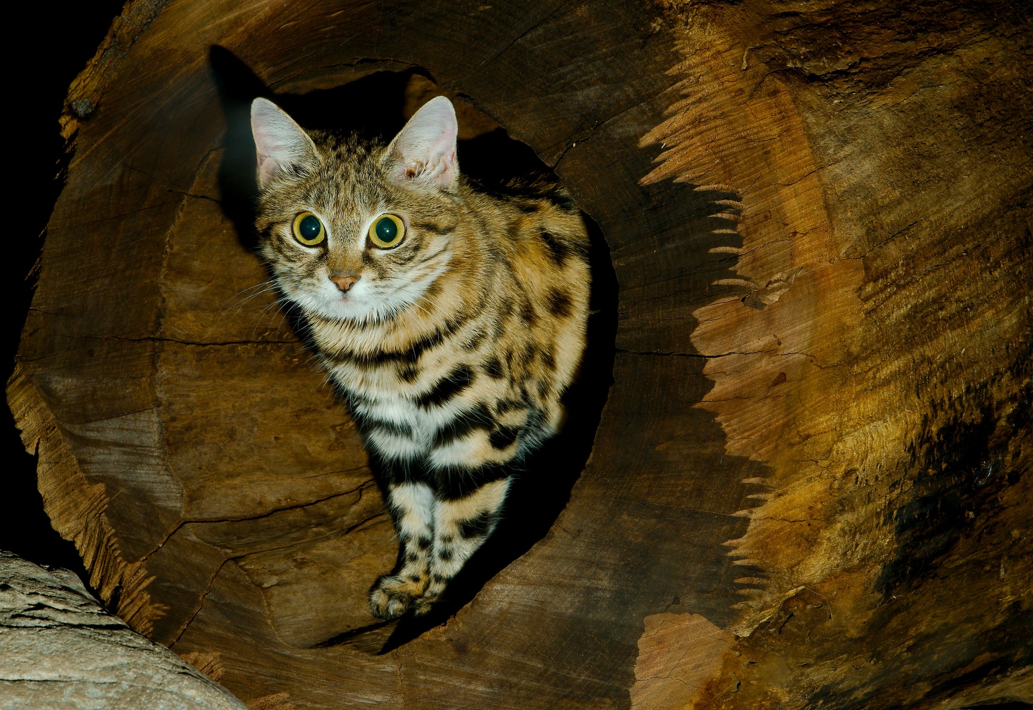 the most smallest cat in the world