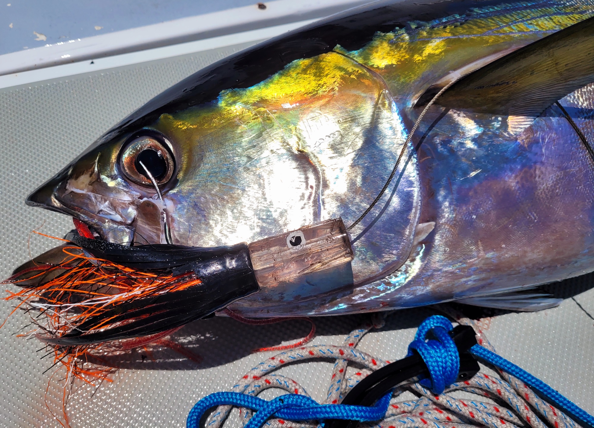 Hooks for Handlines for Tuna - That don't bend