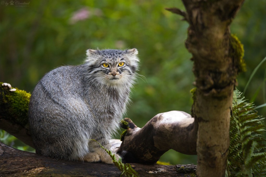 The Pallas's Cat Is the Original Grumpy Wildcat