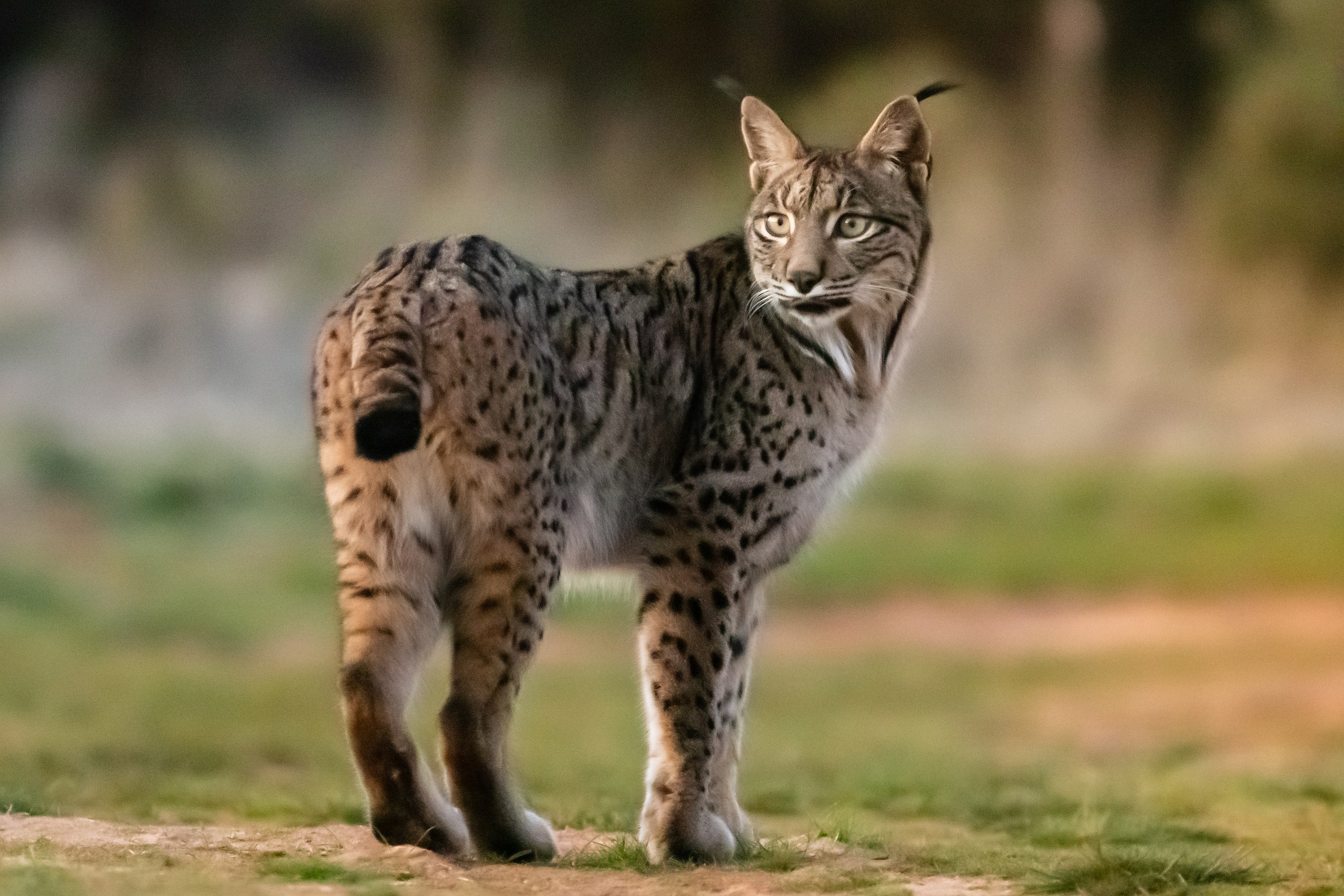 8 Cool Wild Cats You Probably Don't Know