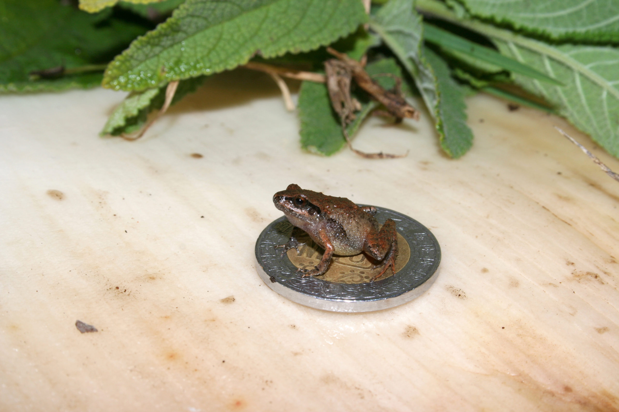 Finding Mini Frogs: These Aren't Babies, They're Just Little
